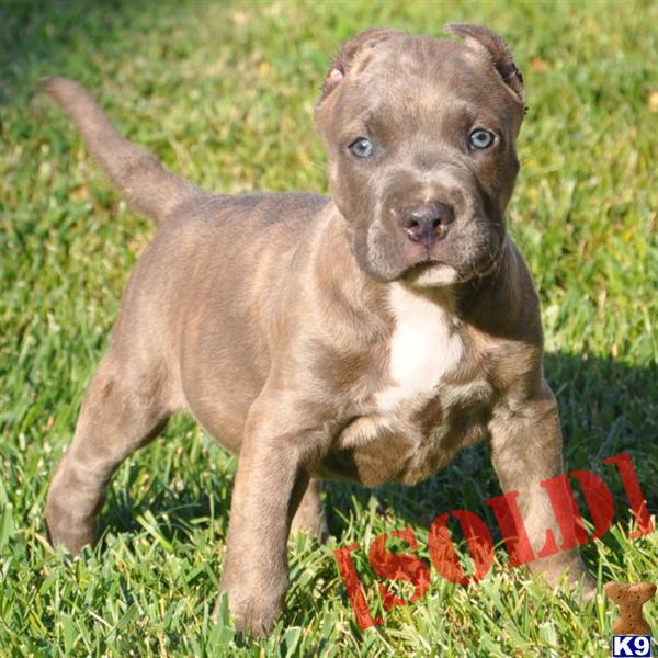 ★ DARKKNIGHT → POCKET PITBULL BULLY MALE → EARS CROPPED → ONLY $1000